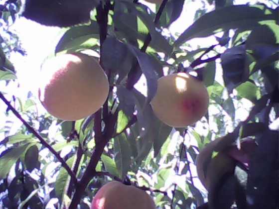 IMG0072A.jpg