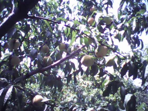 IMG0071A.jpg