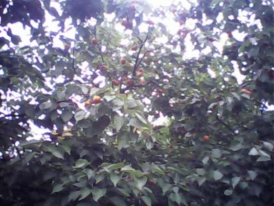 IMG0063A.jpg