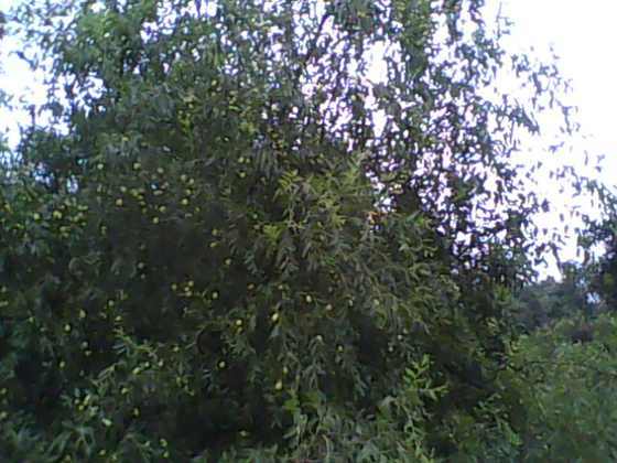 IMG0146A.jpg