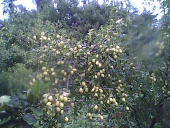 IMG0152A.jpg