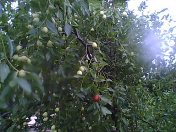 IMG0151A.jpg