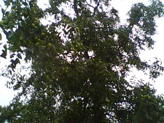 IMG0148A.jpg