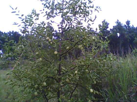 IMG0159A.jpg
