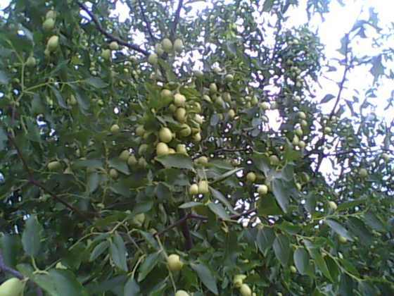 IMG0154A.jpg