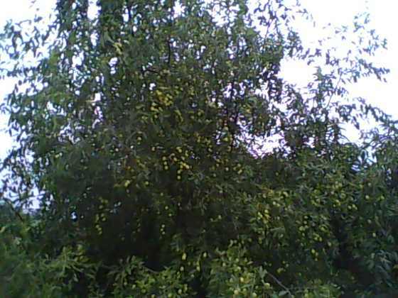 IMG0147A.jpg