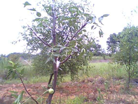 IMG0160A.jpg