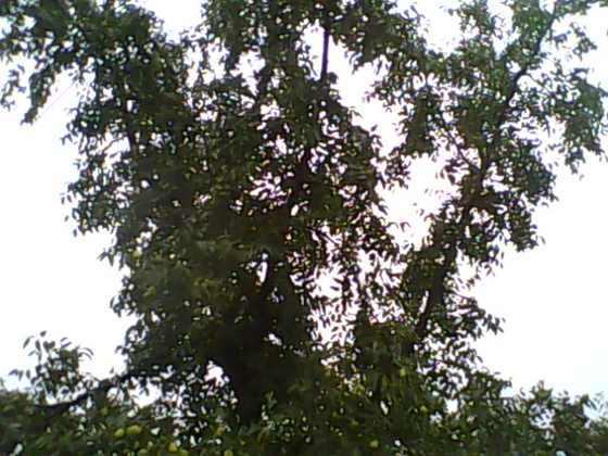 IMG0149A.jpg