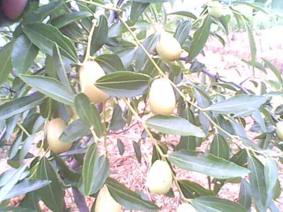 IMG0161A.jpg