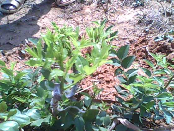 IMG0132A.jpg