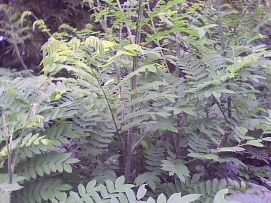 IMG0255A.jpg