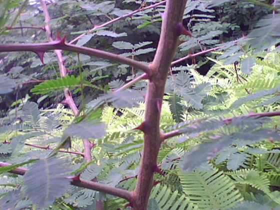 IMG0267A.jpg