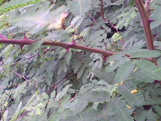 IMG0265A.jpg