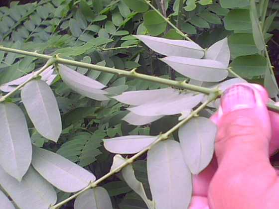 IMG0256A.jpg
