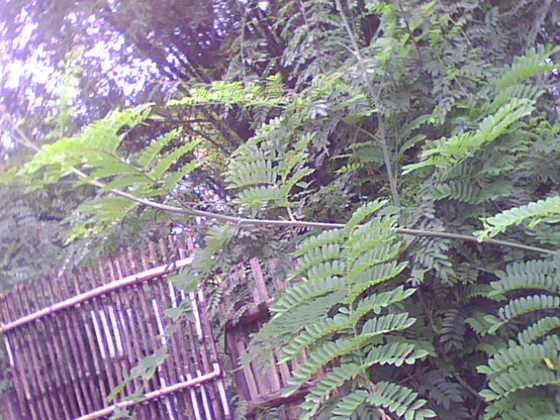 IMG0258A.jpg