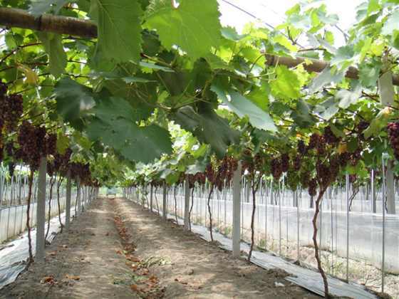 DSC00022 (����).JPG