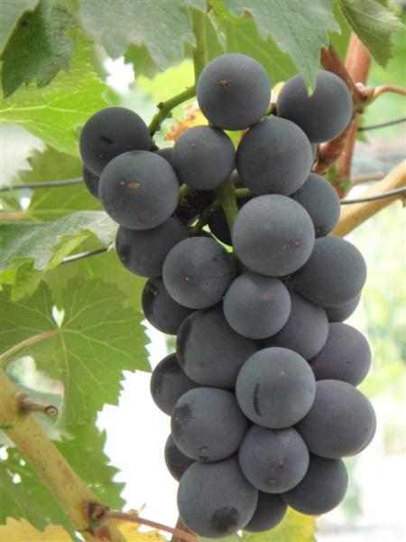 DSC00025 (����).JPG