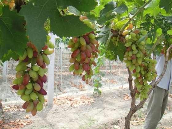 DSC00024 (����).JPG