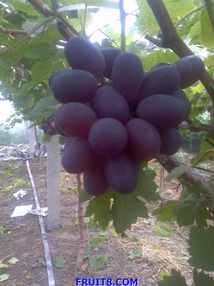 ת 27-07-09_0918.jpg