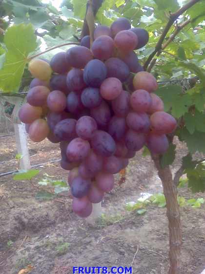 ת 27-07-09_0923.jpg