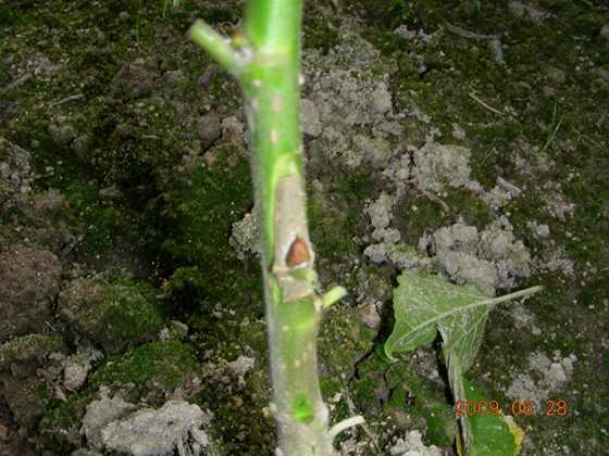DSCN7390.JPG