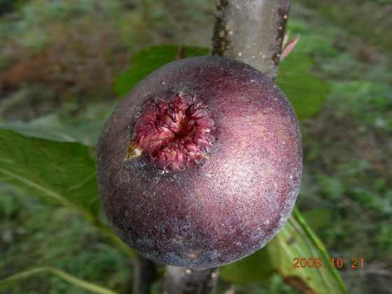 20081110_3dfb472c2763894eaaccvMgEQTi0o1K8.jpg
