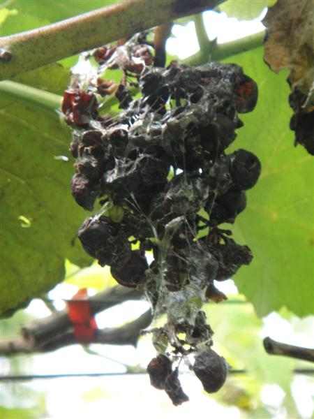 DSC00206 (����).JPG