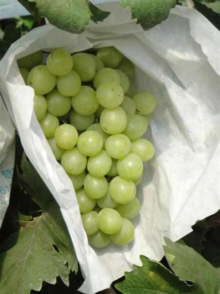 DSC00211 (����).JPG