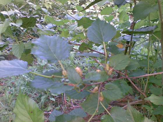 Ƭ 032.jpg