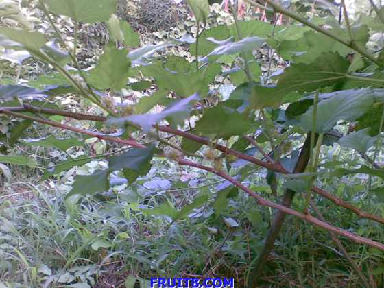 Ƭ 033.jpg