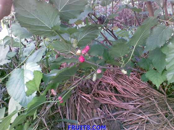 Ƭ 030.jpg