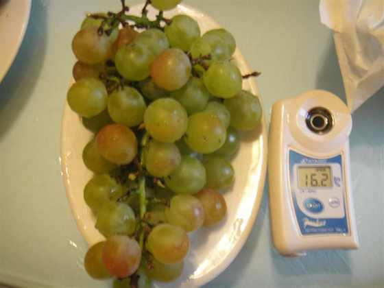 DSC00238 (����).JPG