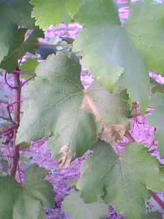 IMG0027A.jpg