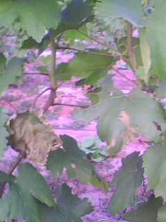 IMG0028A.jpg