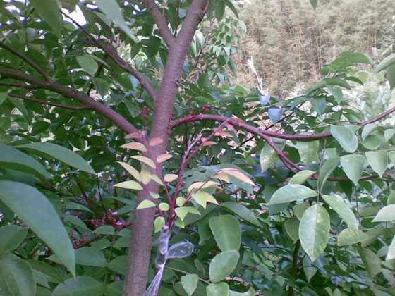 20090912_002.jpg