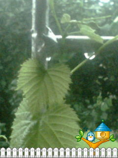 IMG0647A.jpg