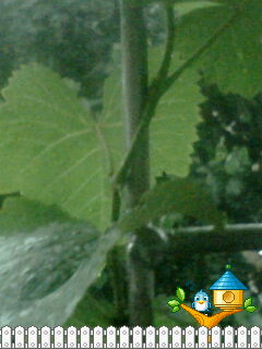 IMG0641A.jpg