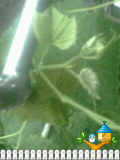 IMG0667A.jpg