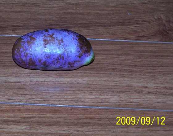 100_5241.JPG