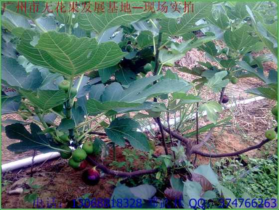 20090905809.jpg