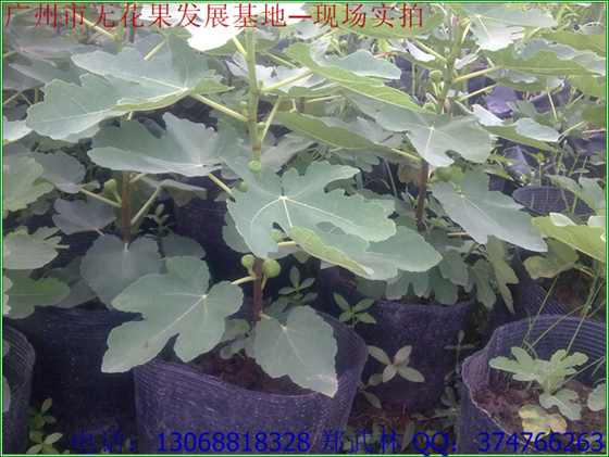 찫 (1).jpg