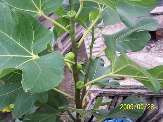 100_7213a.JPG