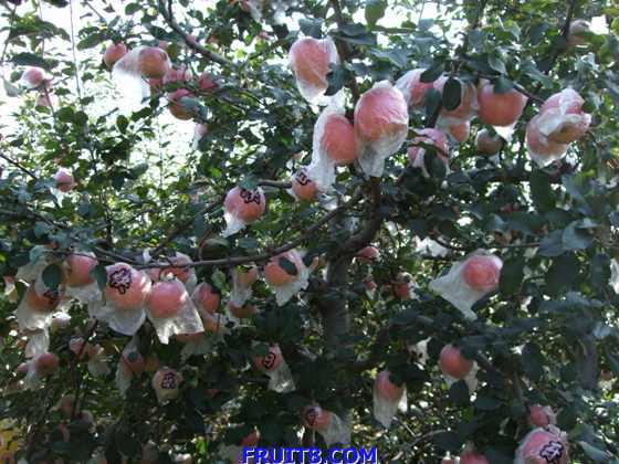 ��ƻ�� 001.jpg