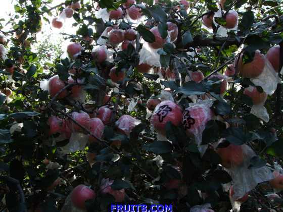 ��ƻ�� 003.jpg