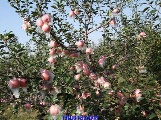 ��ƻ�� 013.jpg