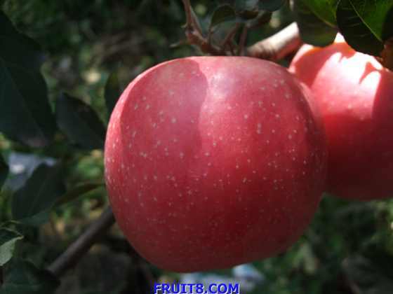 ��ƻ�� 008.jpg