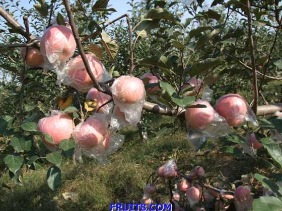 ��ƻ�� 014.jpg