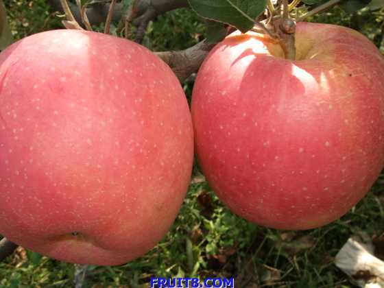 ��ƻ�� 005.jpg