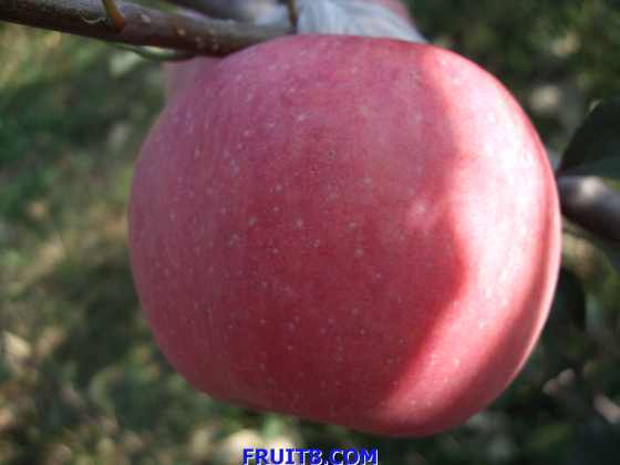 ��ƻ�� 009.jpg