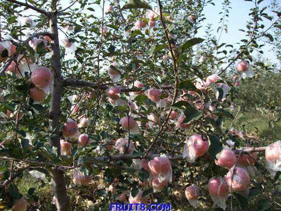 ��ƻ�� 011.jpg